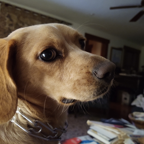 Meet your Posher, Barb - Picture 2 of 8